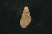 藏品(川蜷)的圖片